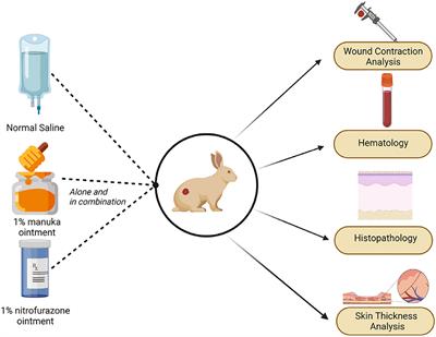 Enhanced Healing Activity of Manuka Honey and Nitrofurazone Composite in Full-Thickness Burn Wounds in the Rabbit Model